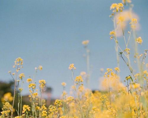 元宵节领导短信问候