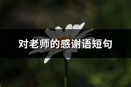 对老师的感谢语短句(汇总100句)