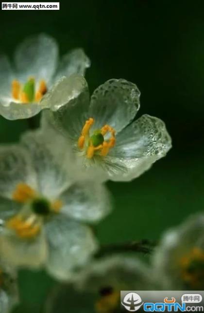 赞美母亲的短句大全