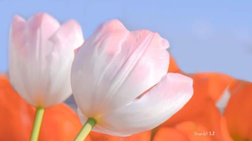 早上问好的句子短语