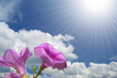​描写花的句子短句（描写花的优美句子）