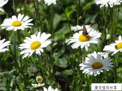 ​早安情话简短一句话撩人（很甜的短句44句）