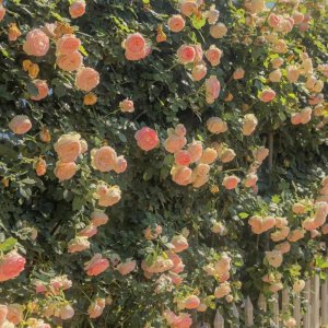 ​女神节发朋友圈的句子（15句女神节创意文案）