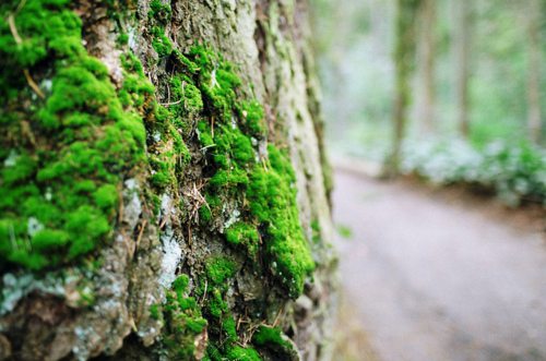 描写采茶女采茶的句子(50句)