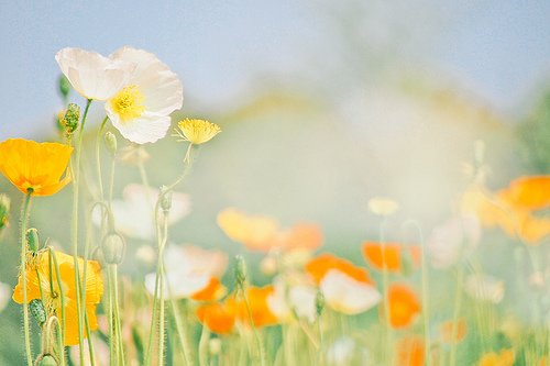 春天美好景象的句子81句