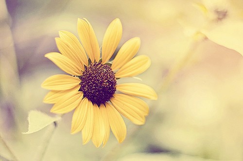 赞美春天的句子79句