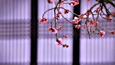 ​赞美梅花的好词好句57句