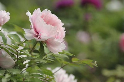 ​写给自己唯美句子英文（精选50句）