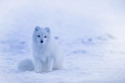 ​描写雪的词语和句子