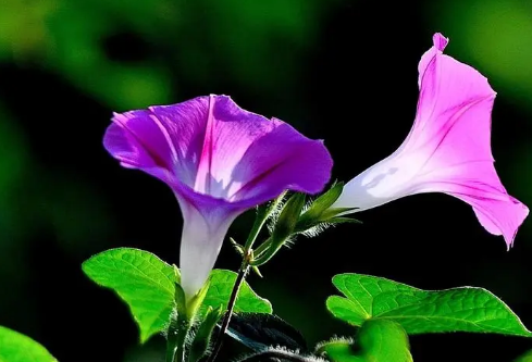 1684492239656794.png image.png