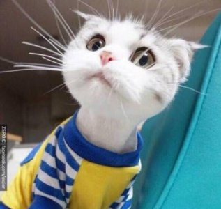 ​愚人节搞笑说说段子(精选86句)