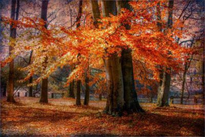 ​今天阳光好的心情说说 阳光和花的心情说说(93句)