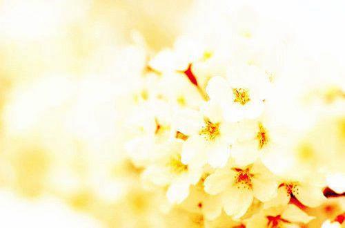 抒情唯美的散文句子摘抄