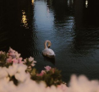 ​2025牛年最有趣可爱的朋友圈文案