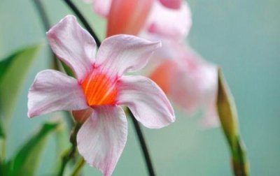 ​优美古风句子摘录60条