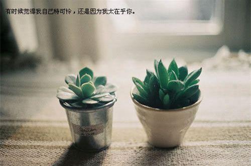 2025年有关爱情伤感句子集锦86条