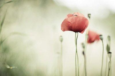 ​关于爱情的名人名句130句