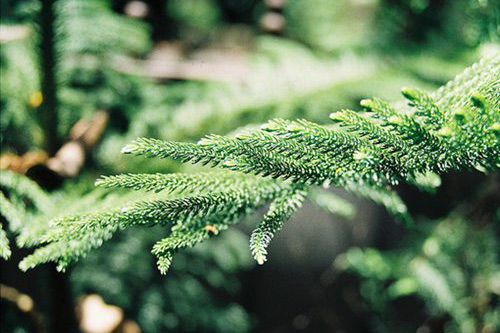 最能感动女朋友的早安情话(65句)