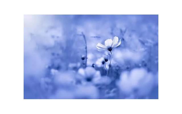 七夕情话给女朋友的心里话「贺峻霖土味情话十级」