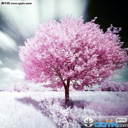 浪漫爱情说说一辈子