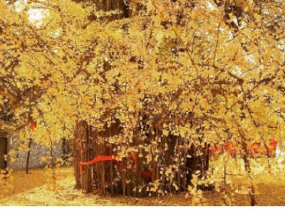 简短的表白语录超甜