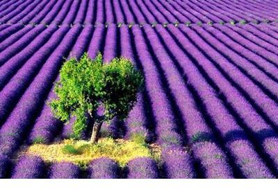 情侣秀恩爱的句子