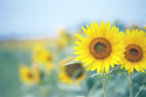 qq空间说说爱情一段话36句