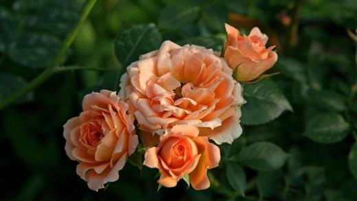 qq个性背景图励志