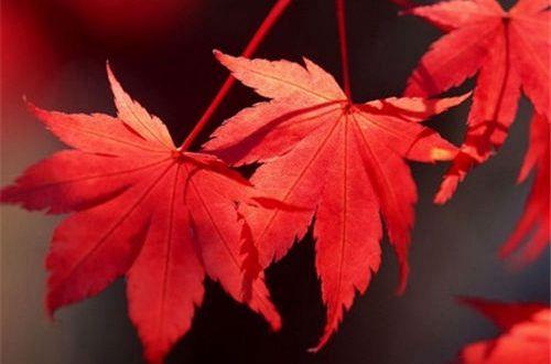 对未来充满信心的励志句子