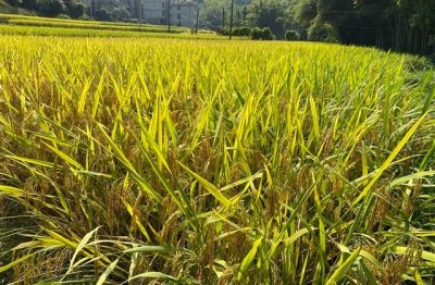 ​唯美伤感的文案