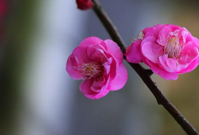​qq自动回复设置的搞笑文案四十句