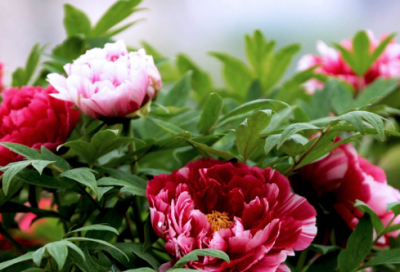 ​搞笑的绕口令的口令红包文案四十句