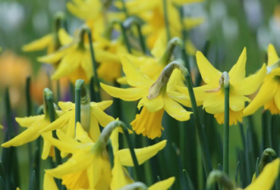 ​发朋友圈广告文案搞笑25句