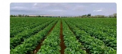 ​马铃薯种植秘籍，轻松实现大丰收！