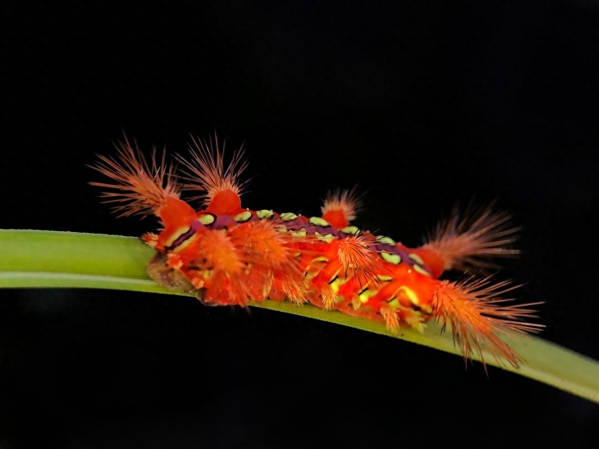 农村一种叫洋辣子的毛毛虫，被蛰后让人抓狂，幼虫价值不菲