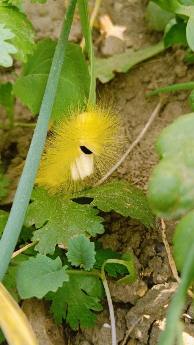 农村一种叫洋辣子的毛毛虫，被蛰后让人抓狂，幼虫价值不菲