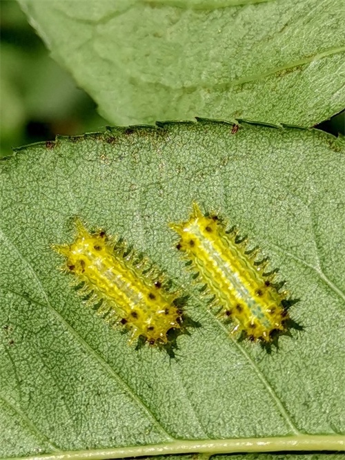 农村一种叫洋辣子的毛毛虫，被蛰后让人抓狂，幼虫价值不菲