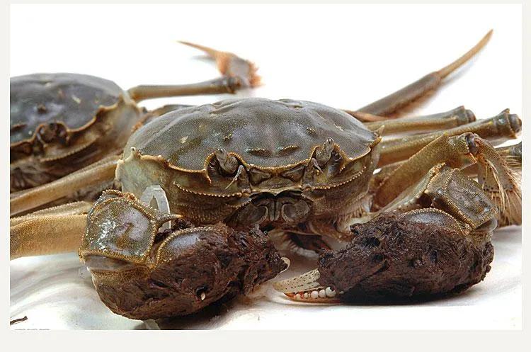 阳澄湖在哪里(一文了解阳澄湖的地理位置)