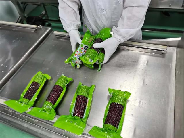 黑糯玉米山西忻州(山西忻州黑糯玉米)(11)