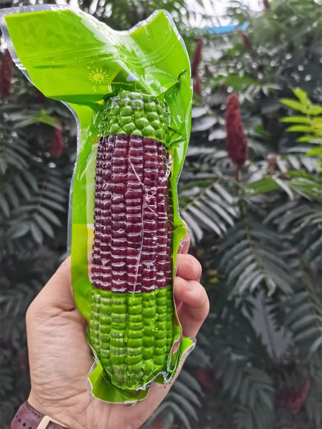 黑糯玉米山西忻州(山西忻州黑糯玉米)(8)