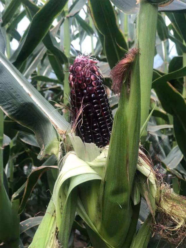黑糯玉米山西忻州(山西忻州黑糯玉米)(6)