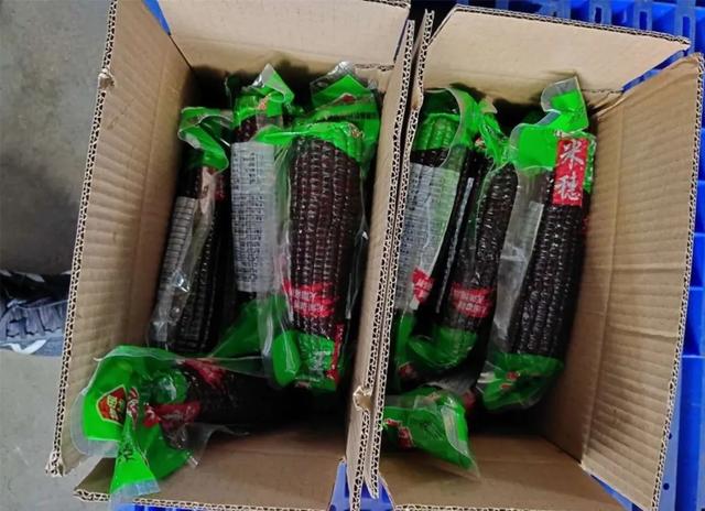 黑糯玉米山西忻州(山西忻州黑糯玉米)(10)