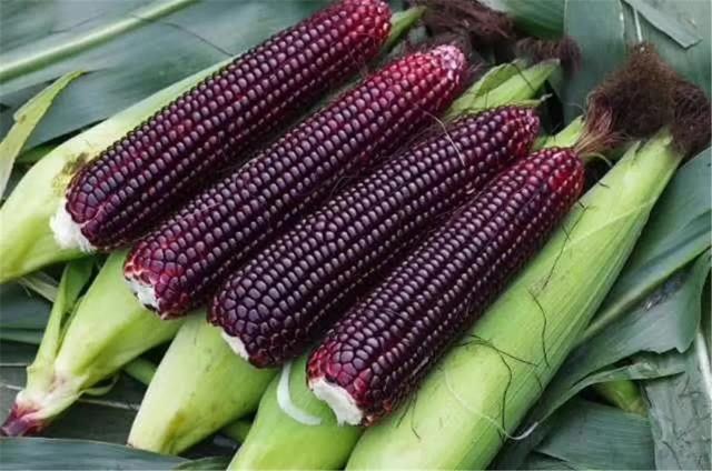 黑糯玉米山西忻州(山西忻州黑糯玉米)(2)
