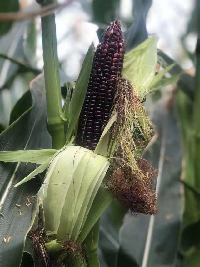 黑糯玉米山西忻州(山西忻州黑糯玉米)(9)