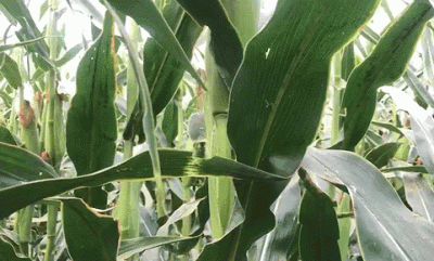 ​黑糯玉米山西忻州（山西忻州黑糯玉米）