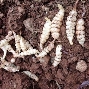 ​地蚕草：被称为“土虫草”，无论作为食物、甜品、药用都深受欢迎