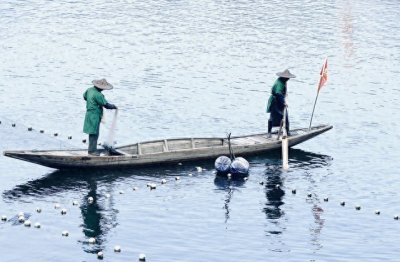 ​明明坐牢加罚款百万，为何电鱼仍屡禁不止？电鱼危害有多大？