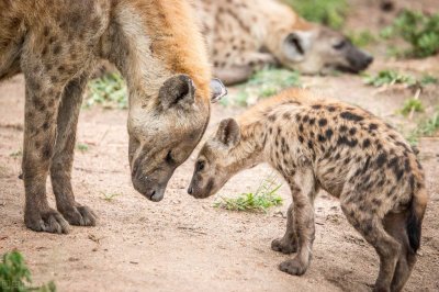 ​被“掏肛”的犀牛为什么不选择挣脱逃走，而是在原地不动呢？