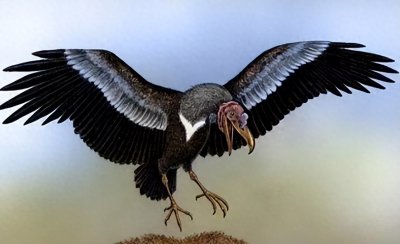 ​600万年前的阿根廷巨鹰，翼展长达7米以上，几乎没有任何的天敌