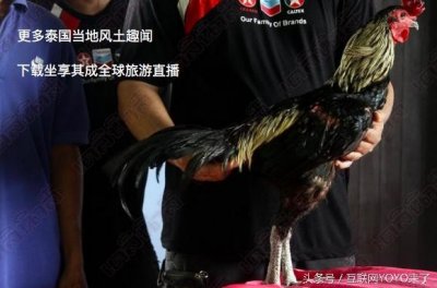 ​这只斗鸡比奔驰还贵！400万泰铢！